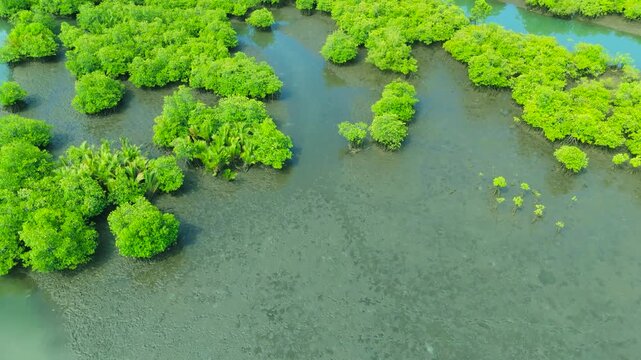 Aerial view of winding muddy river channels and green mangrove forests, with tropical vegetation along the Amazon River, Brazil.