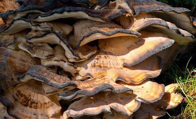 large brown and beige bracket fungus growing on tree trunk in forest sunlight
