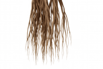Brown dreadlocks hair strands falling down, textured dreads hairstyle, isolated on transparent background