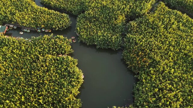 Top-Down Aerial of Basket Boats Navigating the Island-like Groves of Cam Thanh Coconut Forest, Hoi An