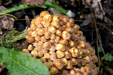 cluster of small brown and yellow mushrooms growing on forest floor among leaves and moss