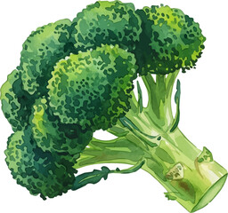 Watercolor Illustration of Fresh Green Broccoli