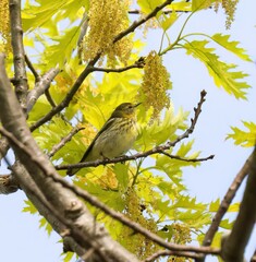 Cape May Warbler 