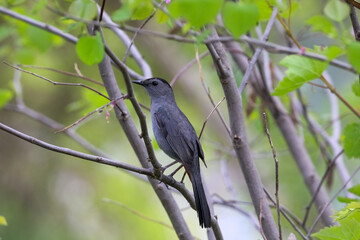 Gray Catbird