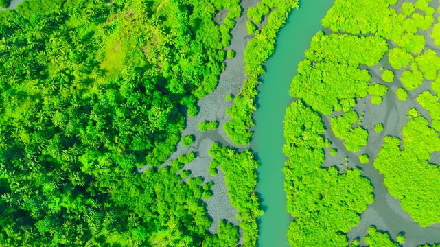 Aerial view of a vibrant green river winding through a dense tropical forest and flooded vegetation, Anavilhanas Archipelago, Rio Negro, Brazil.