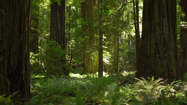 Redwood Rainforest Avenue of the Giants Rockefeller Loop Humboldt California USA