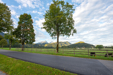 Die Alpen von Schwangau aus gesehen mit W&auml;ldern, K&uuml;hen und Weiden