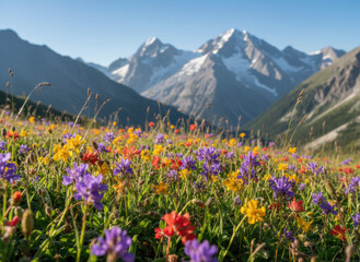 Fototapeta premium Wildflowers blooming in a vibrant alpine meadow beneath majestic snow capped mountains on a clear summer morning