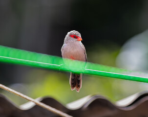 Common Waxbill perched on a string with vibrant green blurred background