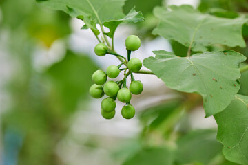Bunch of fresh pea eggplant on branch