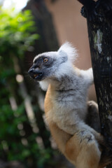 Obraz premium ring tailed lemur