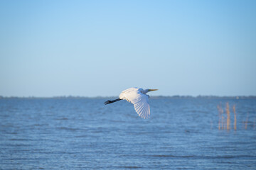 Landscape view of a great egret flying over the lake against blue sky, Lake Colac, Colac, Victoria, Australia
