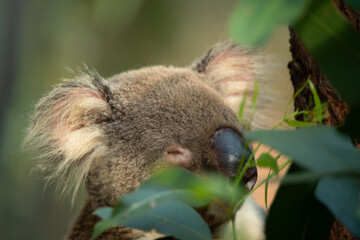 koala on tree