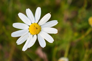 white daisy flower