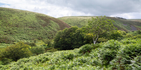 ferns on hill in exmoor national park
