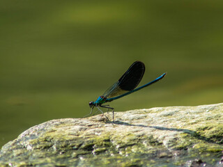 Damselfly