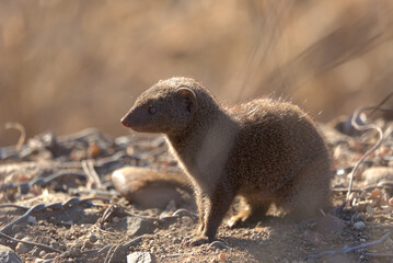 Dwarf Mongoose (Helogale parvula). Taken in Kruger National Park, South Africa.
