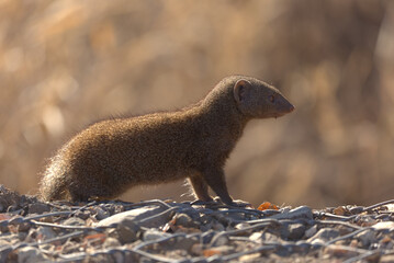 Dwarf Mongoose (Helogale parvula). Taken in Kruger National Park, South Africa.