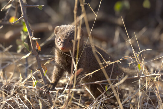 Dwarf Mongoose (Helogale parvula). Taken in Kruger National Park, South Africa.