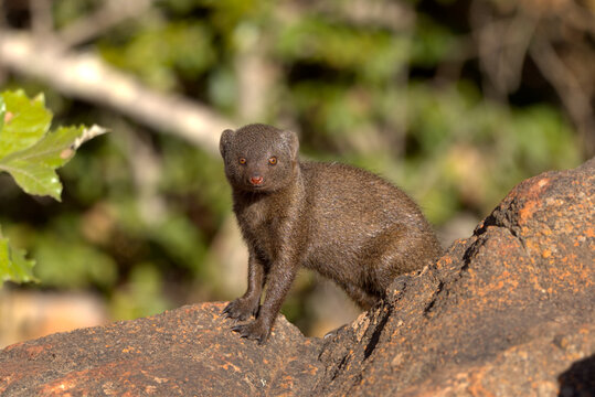 Dwarf Mongoose (Helogale parvula). Taken in Kruger National Park, South Africa.