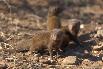 Dwarf Mongooses (Helogale parvula). Taken in Kruger National Park, South Africa.