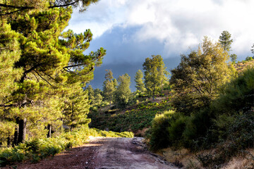 Pinos en el camino