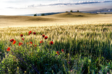 Campo de trigo con amapolas