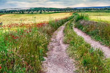 Camino entre campos de trigo hacia los olivos