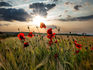 Amapolas en un campo de trigo