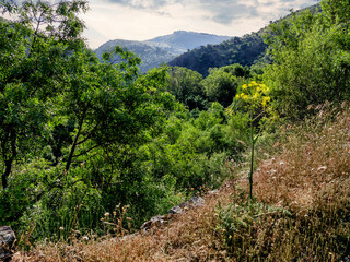 Primavera en los cerros de Patones