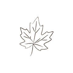 line vector illustration of a maple leaf. hand drawn autumn leaf. fall foliage.