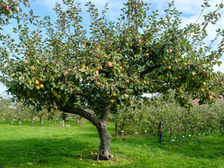 Orchard Abdij van Egmond,  Egmond-Binnen, , Noord-Holland province, The Netherlands