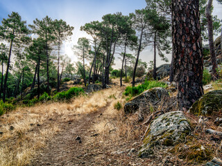 Camino entre pinos