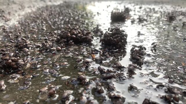 Close-Up of Stink Bug Crawling on Leaf &ndash; Macro Nature Video