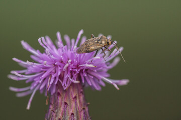 Grass Bug
