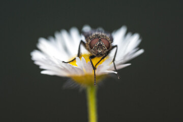Fly On The Daisy Flower