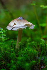 Fototapeta premium Grisette mushroom among forest moss