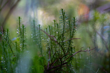 Stag’s-horn clubmoss in Apuseni forest