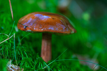 Bay bolete mushroom in moss