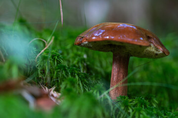 Bay bolete mushroom in moss