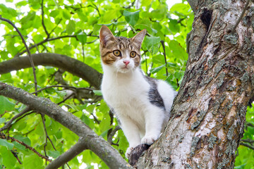 Obraz premium Young cat sitting high on a tree in the garden