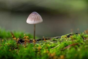 Bonnet mushroom in moss forest