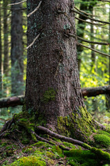 Spruce trunk with moss and roots