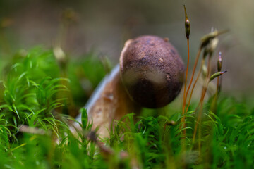 Brown mushroom emerging in moss