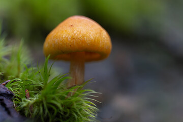 Orange mycena among moss
