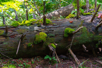 Moss-covered fallen tree trunk