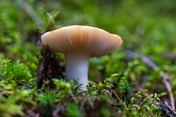 Bare-toothed Russula mushroom in moss
