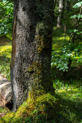Moss covered tree trunk in forest