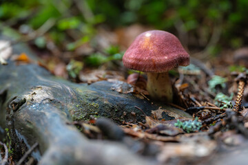 Peppery Bolete (Chalciporus piperatus) on the forest floor