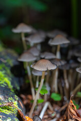 Fairy inkcap mushrooms in forest